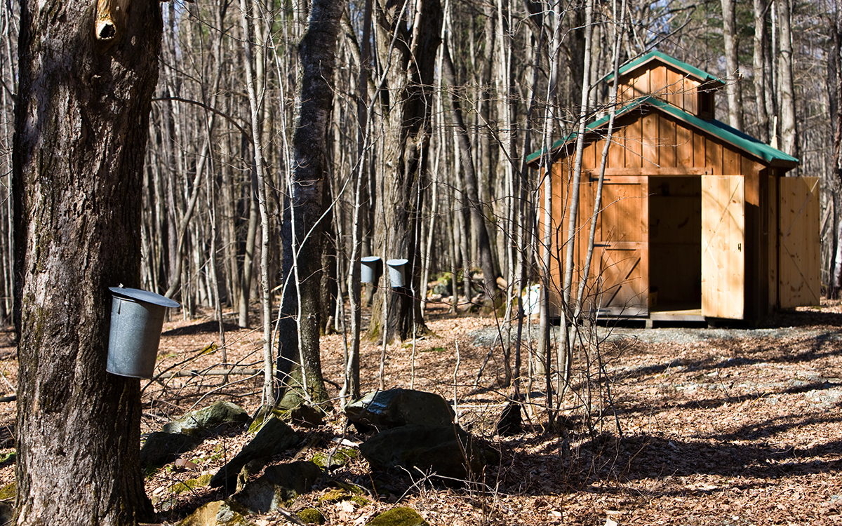 How Maple Syrup Producers Are Protecting Their Product From The Climate Sierra Club 0748